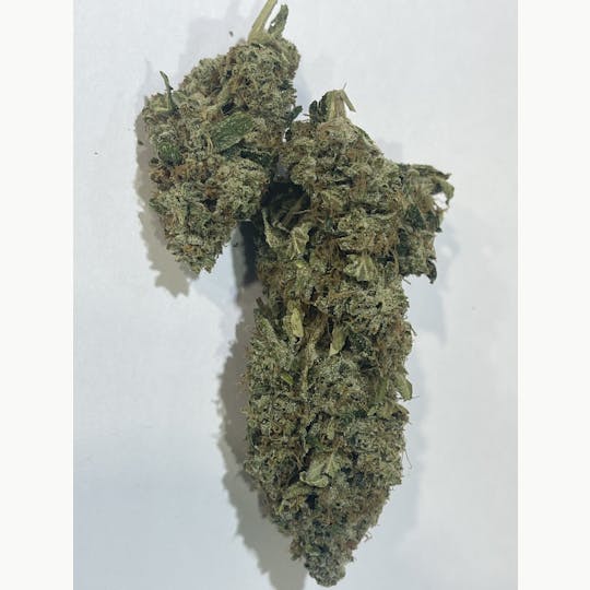 Original Intelligence - SFV OG (SAN FERNANDO VALLEY OG) - 3.5G Flower Premium Light Assiste - 1