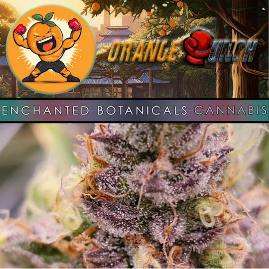 Enchanted Botanicals - Enchanted Botanicals | Orange Punch | Flower - 1