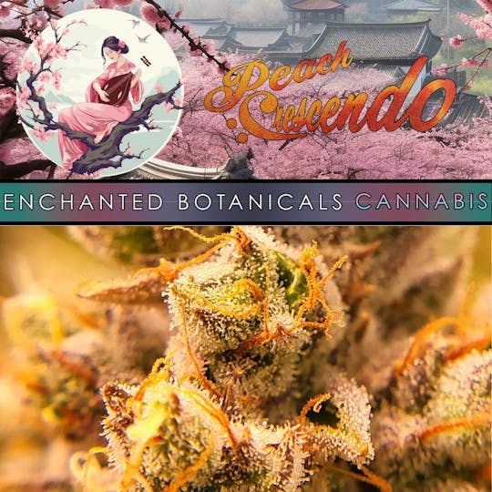 Enchanted Botanicals - Enchanted Botanicals | Peach Crescendo | Flower - 1