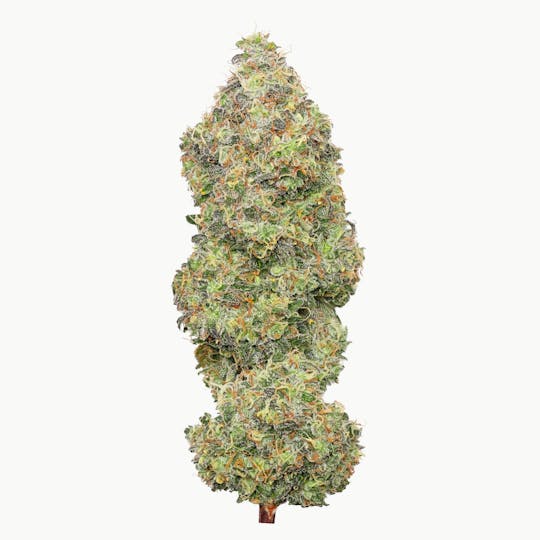 Enlighten - Green Ribbon Deli Flower - 1