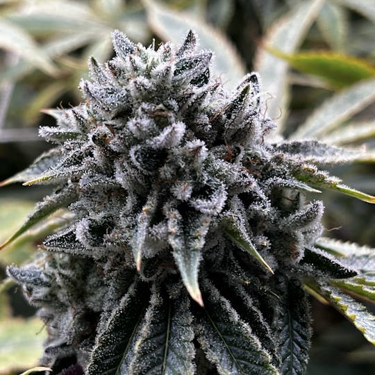DNK Growers - Sour Animal - 1