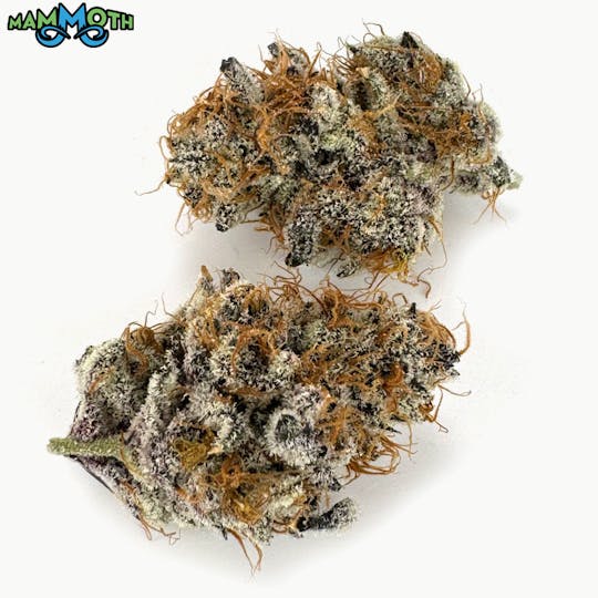 Mammoth Inc - Dosi-Trop - 1