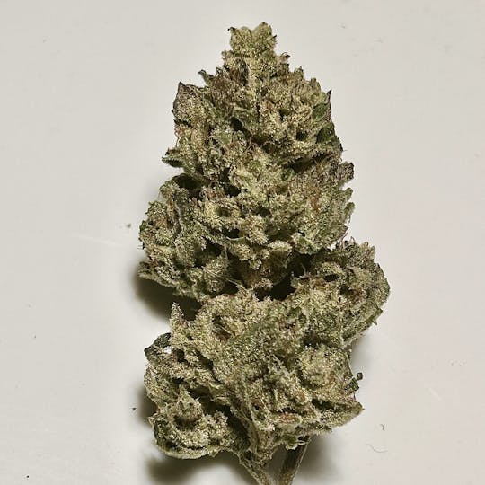 Daedalus Craft Cannabis - $100 Ounce of the Day - Sugar Pine - 1