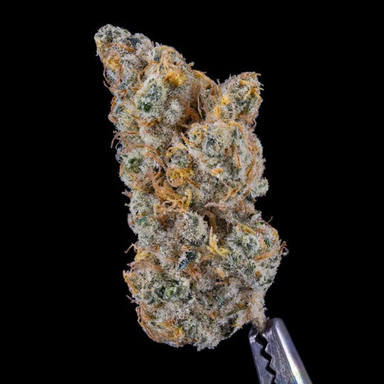 Satori - Headband Cookies - 1