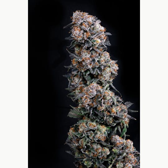 Satori - Papaya Candy - 1