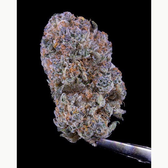 Satori - Animal Cookies - 1
