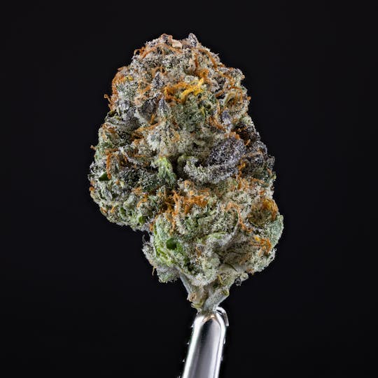 Satori - White Tahoe Gelato - 1