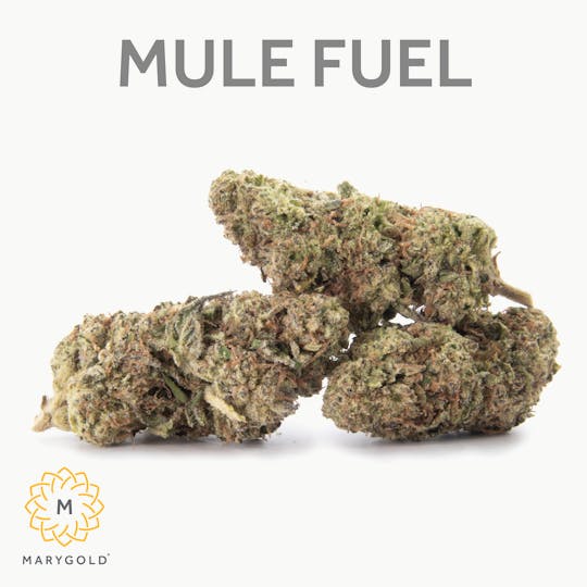 Marygold - Mule Fuel 14g (31% THC Indica) - 1