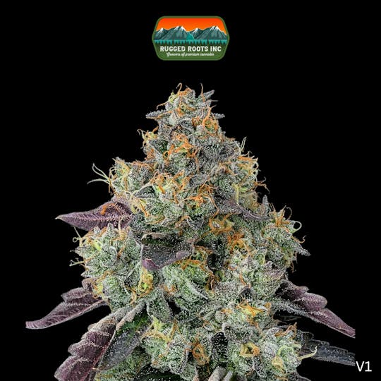 Rugged Roots - Rugged Roots | Black Cherry Gelato 3.5g - 1