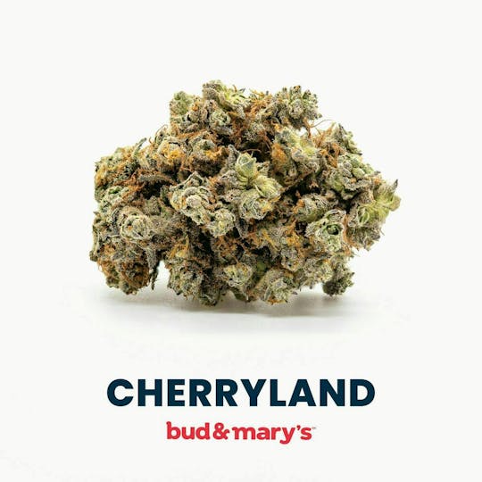 Bud & Mary's - Cherryland - 3.5g - 1