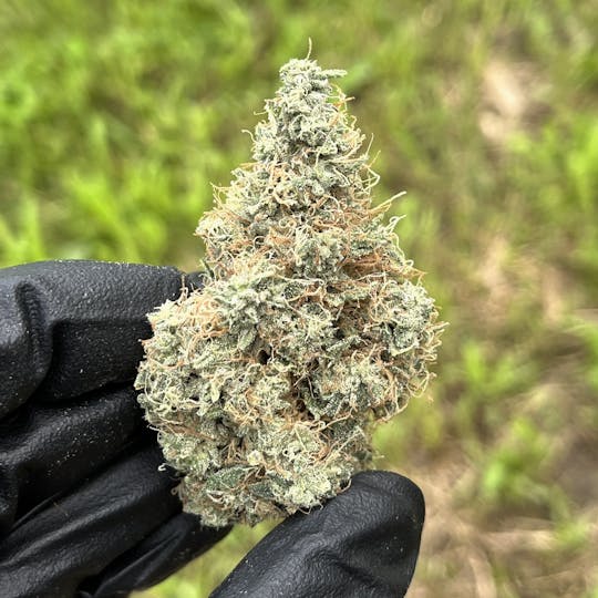 Maine Craft Cannabis - Banana Guava - Maine Craft Cannabis - 1