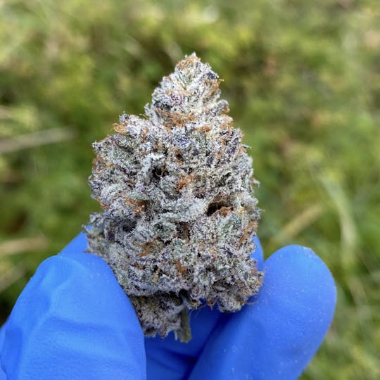 Maine Craft Cannabis - Corpse Paint - Maine Craft Cannabis - 1