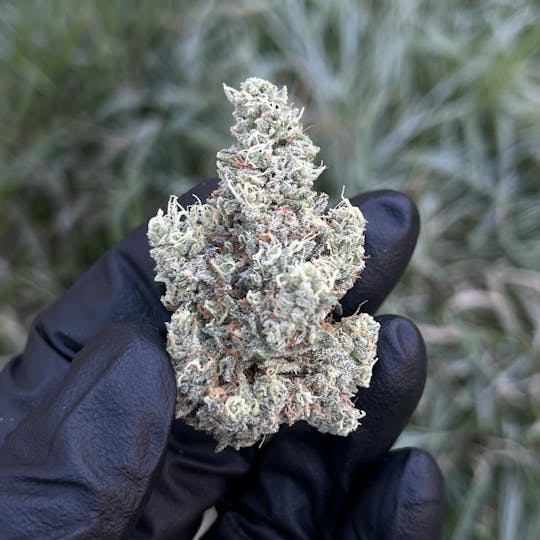 Maine Craft Cannabis - Mint Julep - Maine Craft Cannabis - 1