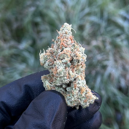 Maine Craft Cannabis - Mojito - Maine Craft Cannabis - 1