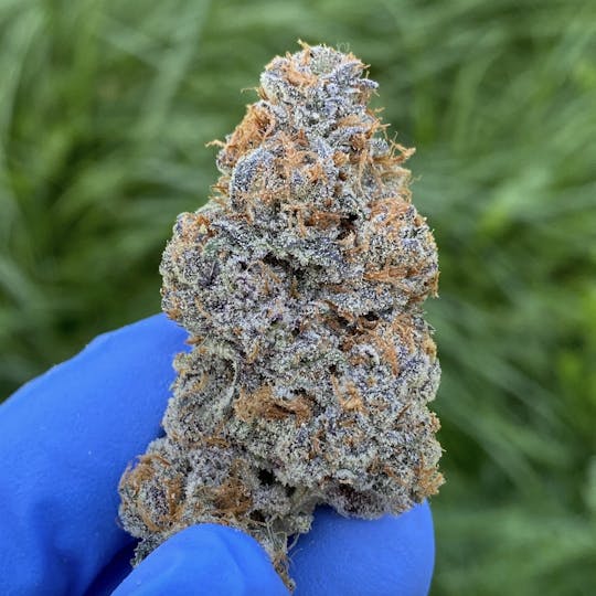 Maine Craft Cannabis - Sundae Driver - Maine Craft Cannabis - 1