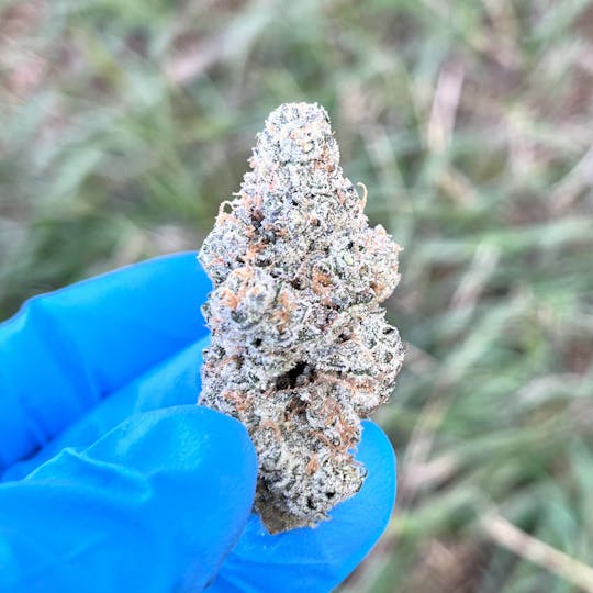 Maine Craft Cannabis - Space Age Cake - Maine Craft Cannabis - 1