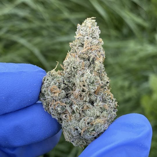 Maine Craft Cannabis - Walkabout - Maine Craft Cannabis - 1