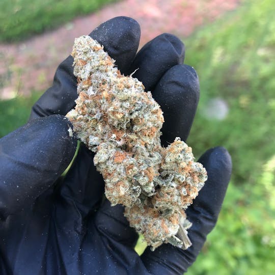 Maine Craft Cannabis - Wizard Punch - Maine Craft Cannabis - 1