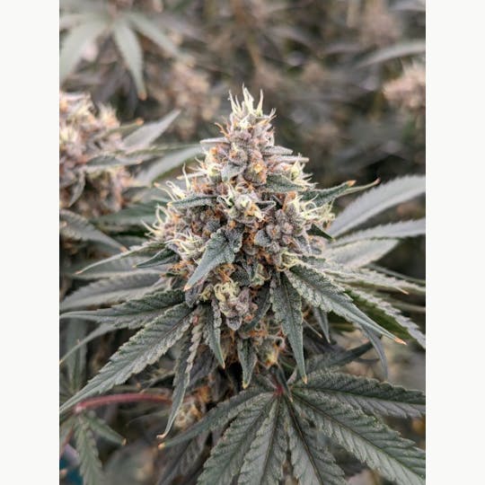 Egozi - Wedding Cake - 1