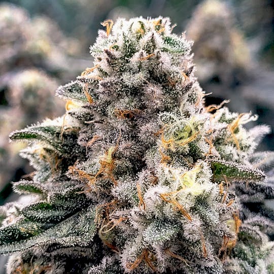 Egozi - Black Ice - 1