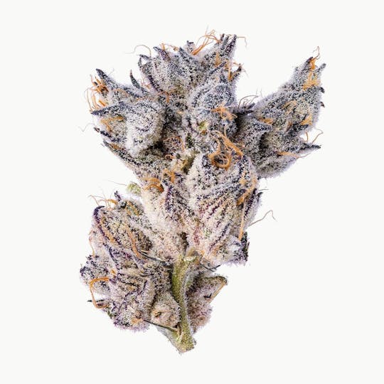 Purple Lotus - Blue Chip - Pop Runtz 1g - 1