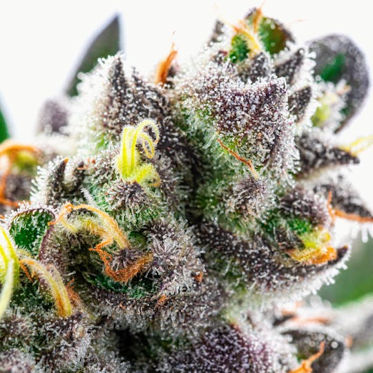 GOOD DAY FARM - GDF: Flower | You Win | 3.5g - 1