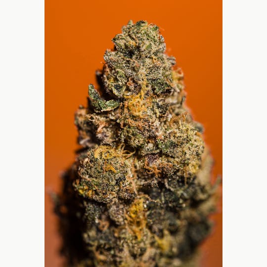 Chiquitas Farms - Gelato 33 - 1