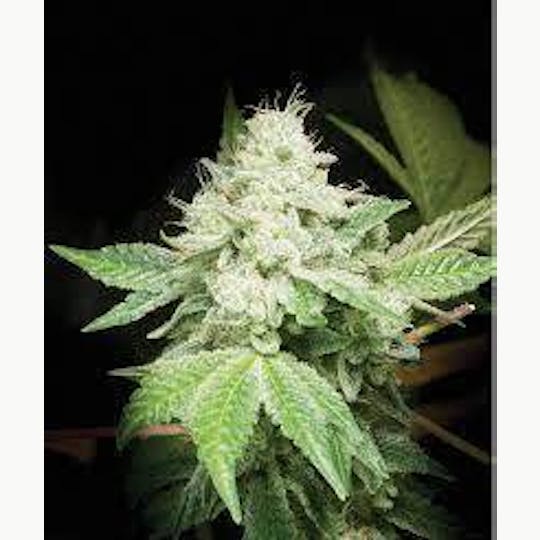 ITF - Gorilla Glue #4 - 1