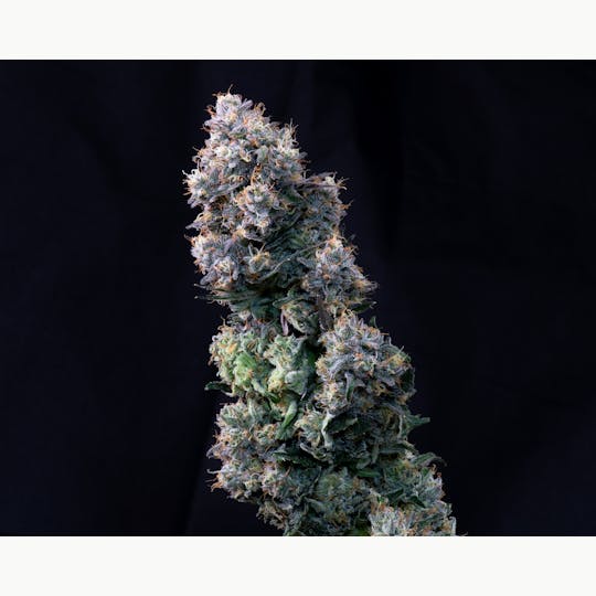 Satori - Citradelic Sunset - 1