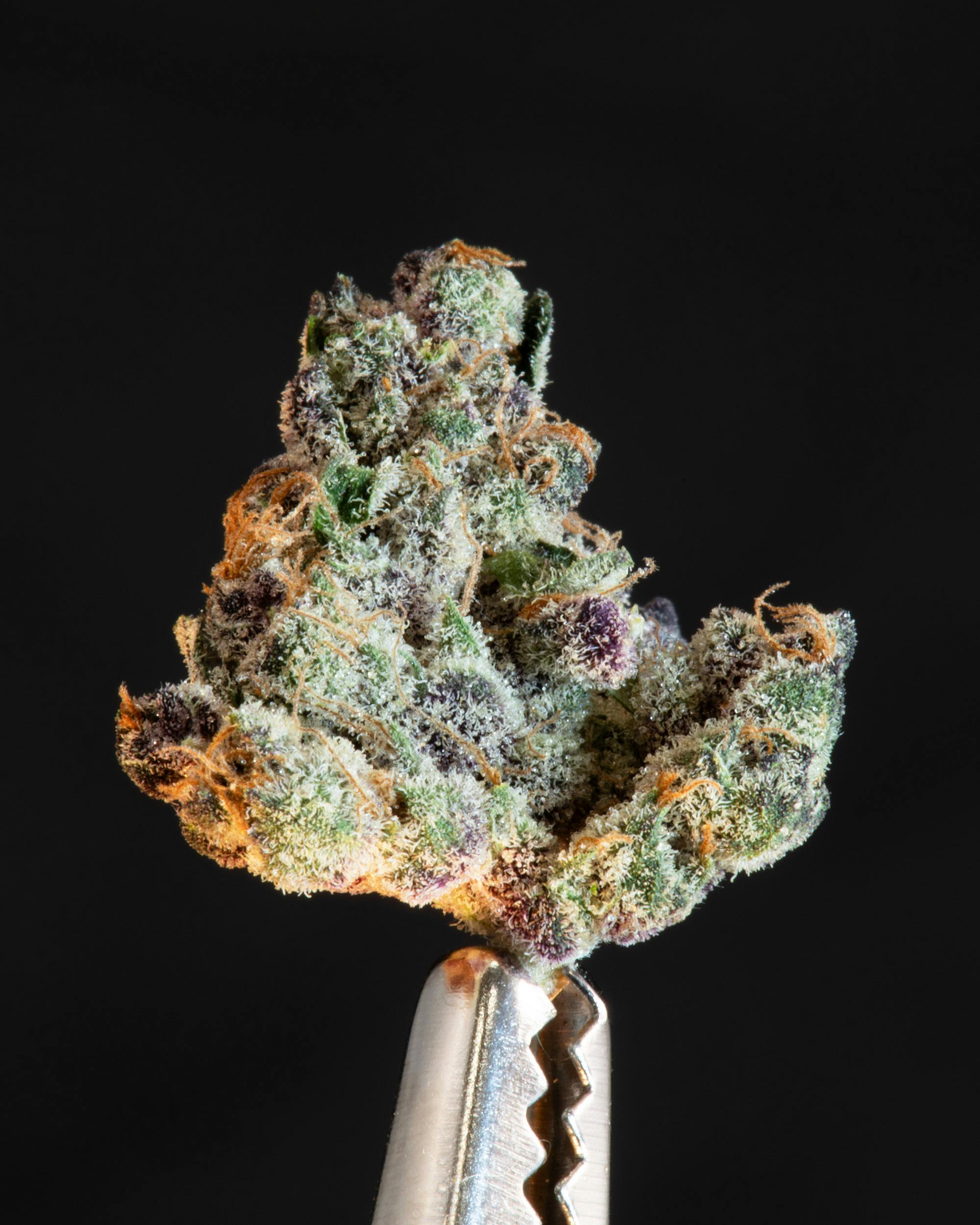 Satori Tropicana Cookies Weedmaps