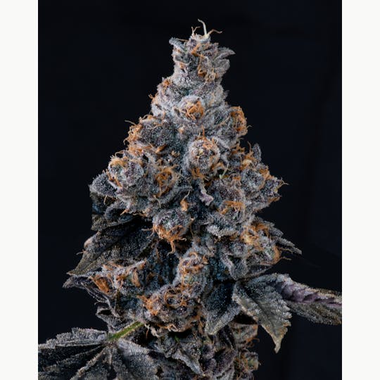 Satori - Grease Monkey - 1