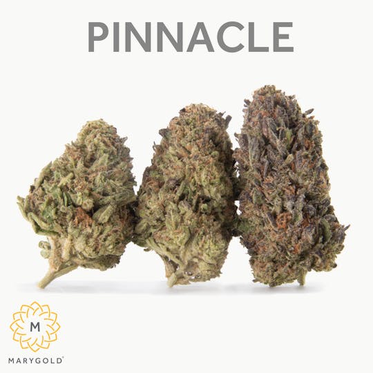 Marygold - Pinnacle 3.5g (23% THC Hybrid) - 1