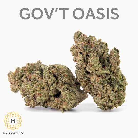 Marygold - Government Oasis 14g (26% THC Hybrid) - 1