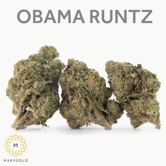 Marygold - Obama Runtz 14g (28% THC Indica) - 1