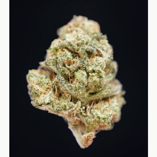 Auraz - Caleta Flower | Blue City Diesel - 1