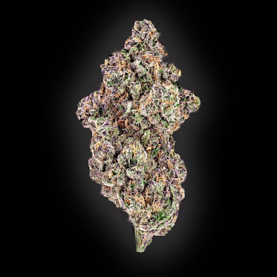 Auraz - Caleta Flower | Sherbanger - 1