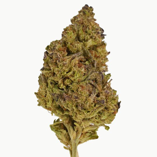 Smoakland - Black | Purple Animal Cookies (I) | 14g - 1