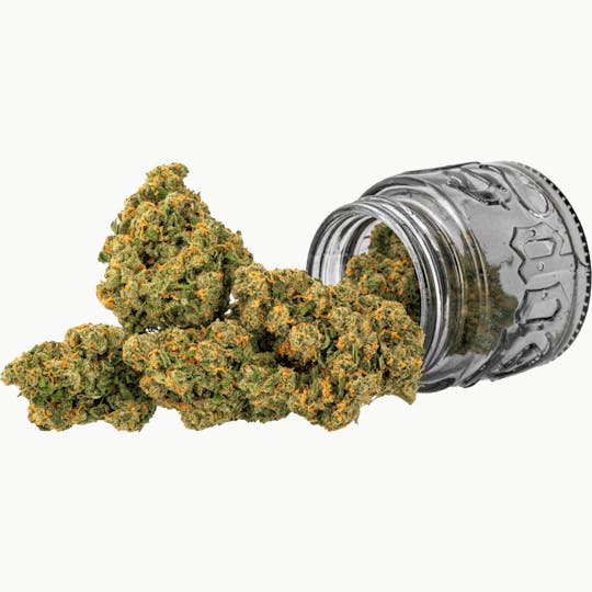 Top Shelf Cultivation - Jack | 3.5g - 1