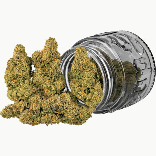 Top Shelf Cultivation - Laughing Buddha | 3.5g - 1
