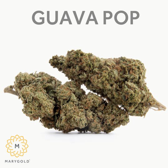 Marygold - Guava Pop 3.5g (25% THC Hybrid) - 1