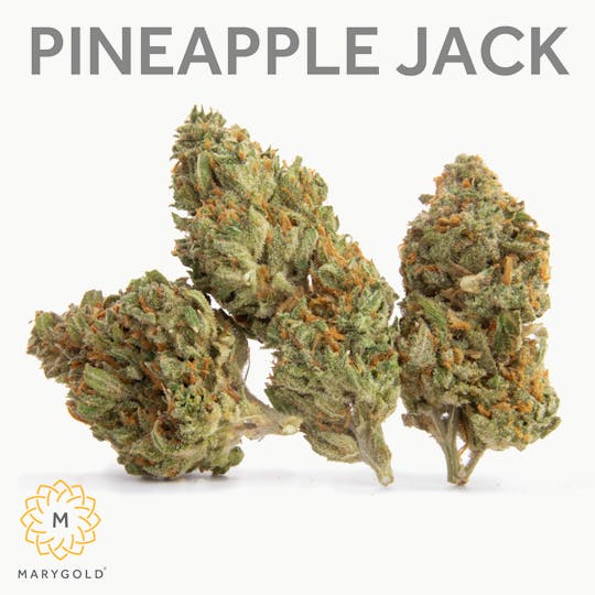 Marygold - Pineapple Jack 3.5g INDOOR (24% THC Sativa) - 1