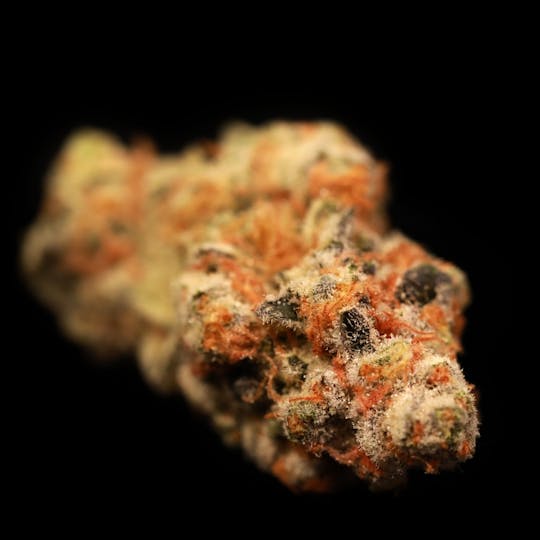 Auraz - Premium Flower | White Burgundy - 1