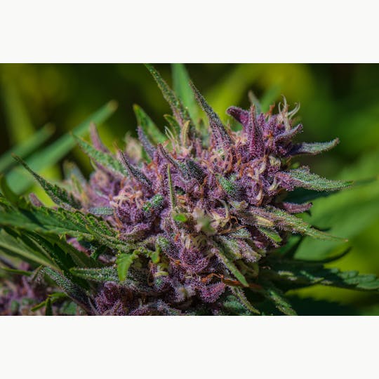 Huckleberry Hill Farms - Whitethorn Rose Flower Quarter Jars (7g) - 1