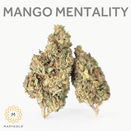 Marygold - Mango Mentality 14g (24% THC Sativa) - 1