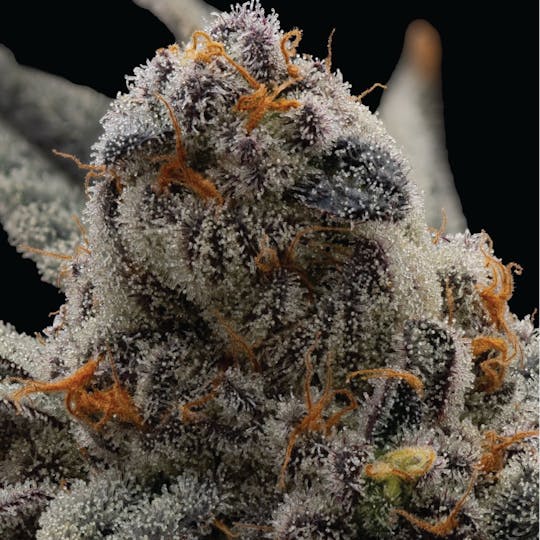 Burly Botanicals - Burly Botanicals | (Warheads x Maitai #4) #3 | Flower - 1