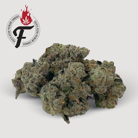 Fuego by Nature - Opal Orchid - Fuego - 1
