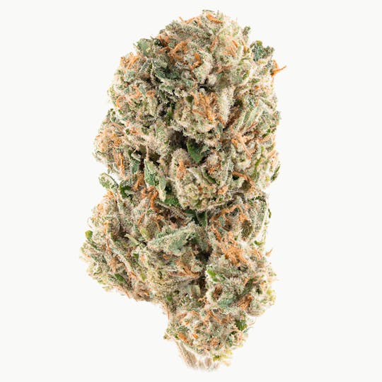 Joy Ridge Farms - Gelato 41 Flower - 1