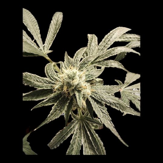 Above All Greenery - Brand - Chocolate Marshmallow - 1