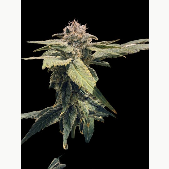 Above All Greenery - Brand - End Game - 1