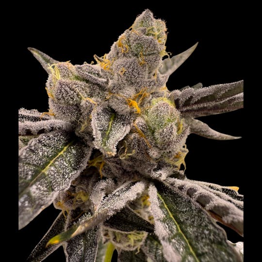 Above All Greenery - Brand - Gas Basket - 1